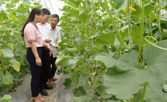 Yên Mô quan tâm phát triển nông nghiệp công nghệ cao